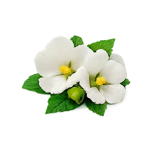 Parazax — Estratto di altea (Althaea officinalis)