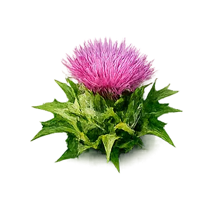 Parazax — Estratto di cardo mariano (Silybum marianum)