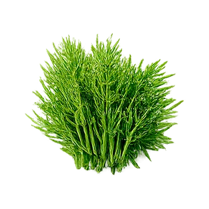 Parazax — Estratto di equiseto (Equisetum arvense)