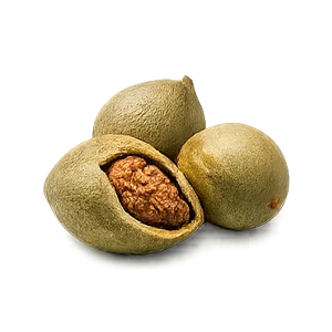 Parazax — Terminalia bellerica (Bibhitaki)